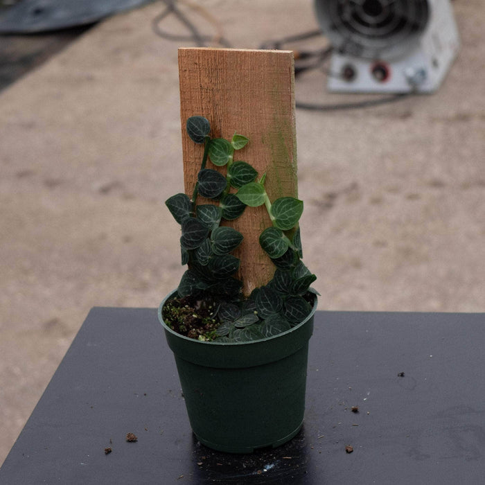 Gabriella Plants Rhaphidophora 4" Rhaphidophora cryptantha Totem