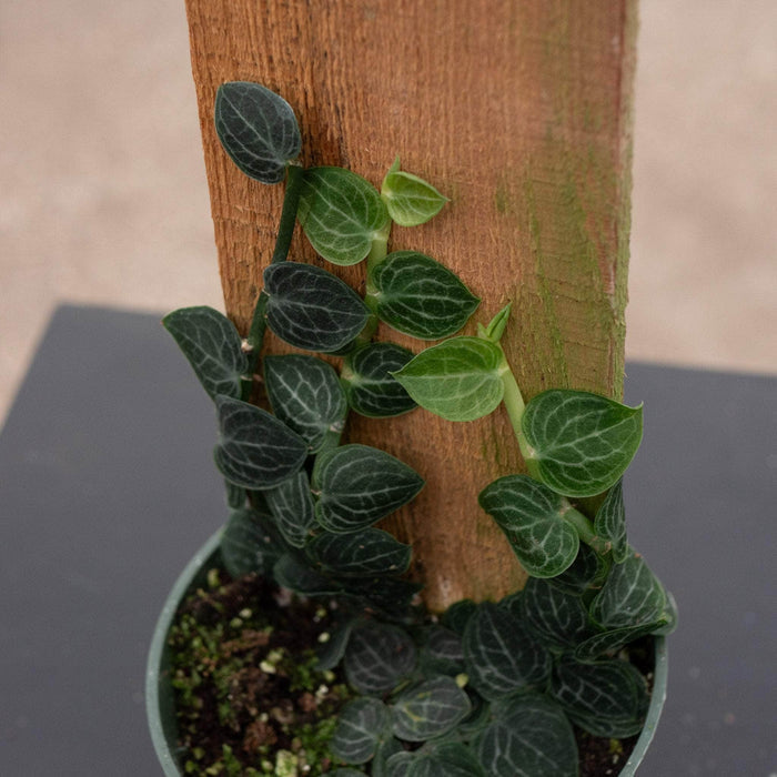 Gabriella Plants Rhaphidophora 4" Rhaphidophora cryptantha Totem