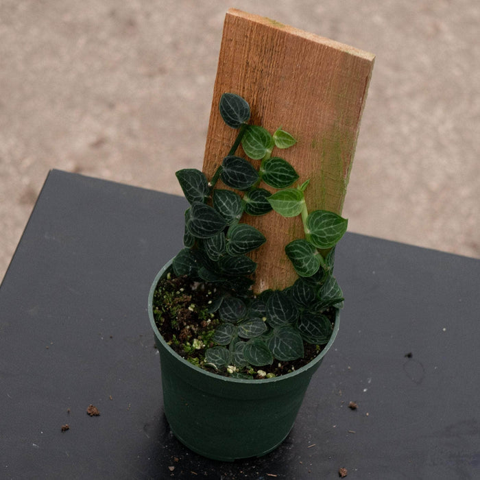 Gabriella Plants Rhaphidophora 4" Rhaphidophora cryptantha Totem