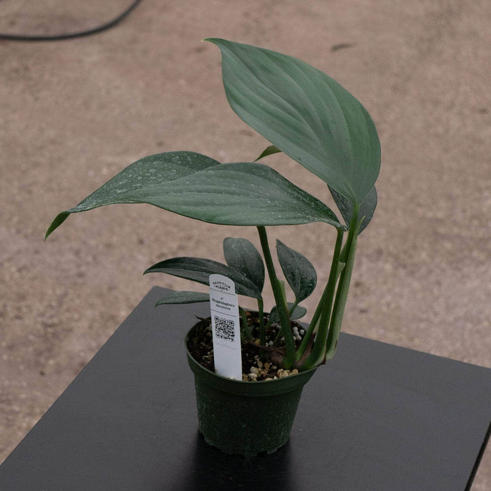 Gabriella Plants Other 4" Rhaphidophora decursiva