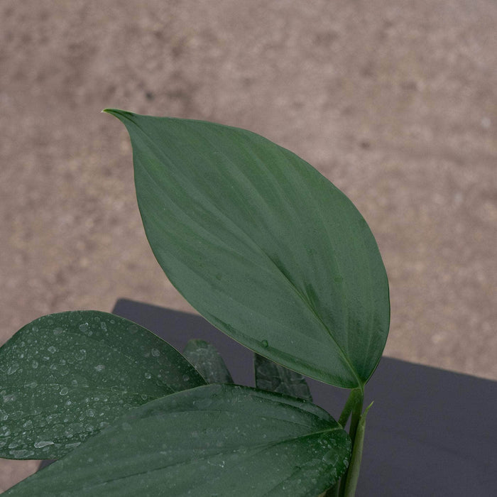Gabriella Plants Other 4" Rhaphidophora decursiva