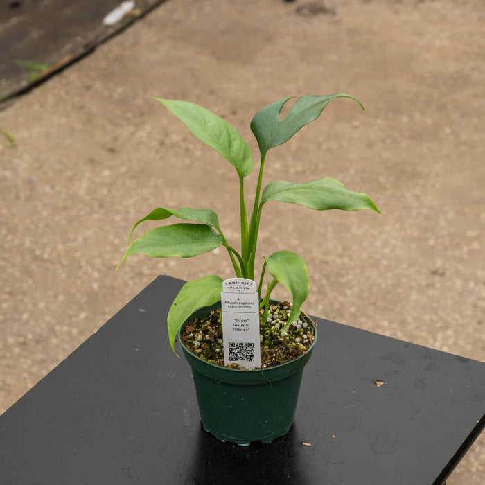 Gabriella Plants Other Rhaphidophora tetrasperma