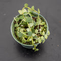 Gabriella Plants Rhaphidophora 3" Rhaphiphodora pachyphylla