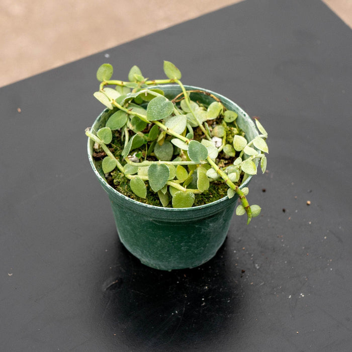 Gabriella Plants Rhaphidophora 3" Rhaphiphodora pachyphylla