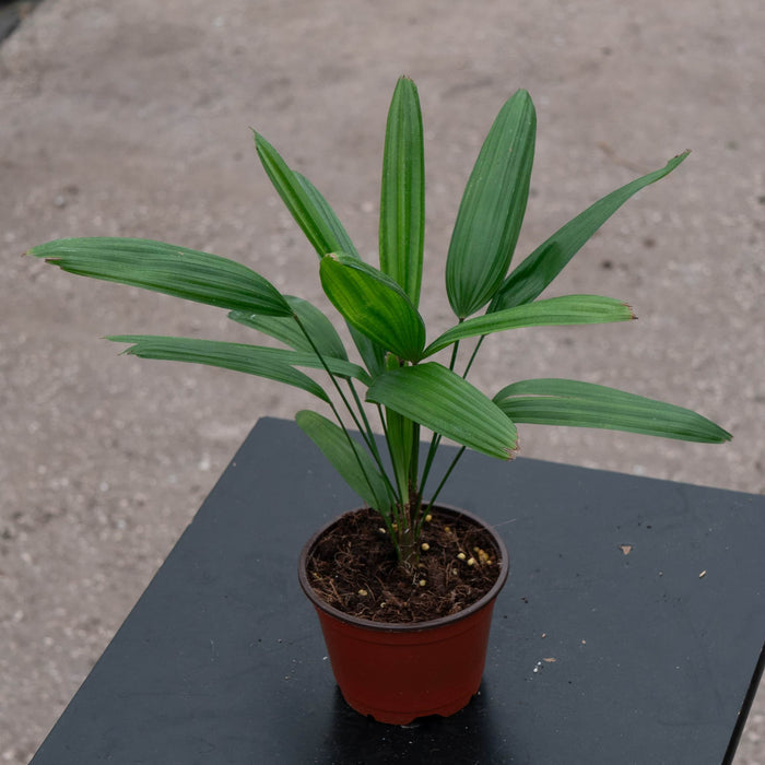Gabriella Plants Palms 4" Rhapis excelsa "Lady Palm"