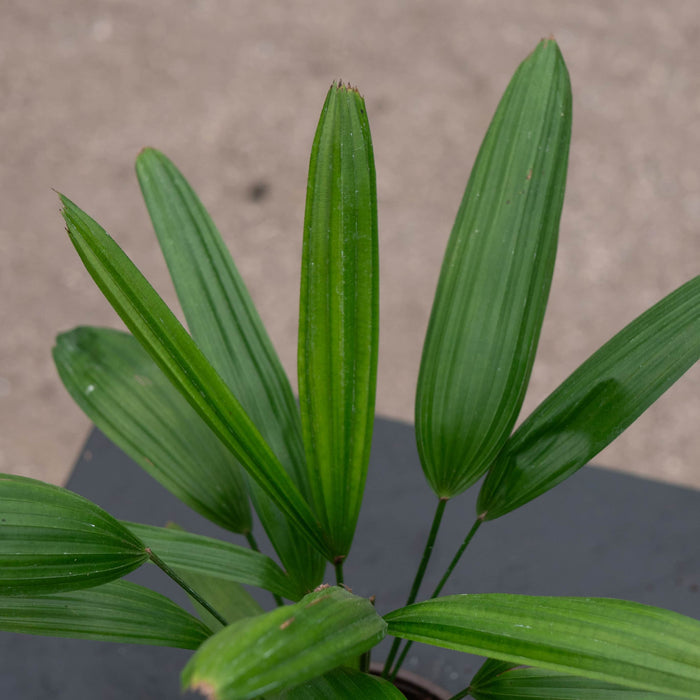 Gabriella Plants Palms 4" Rhapis excelsa "Lady Palm"