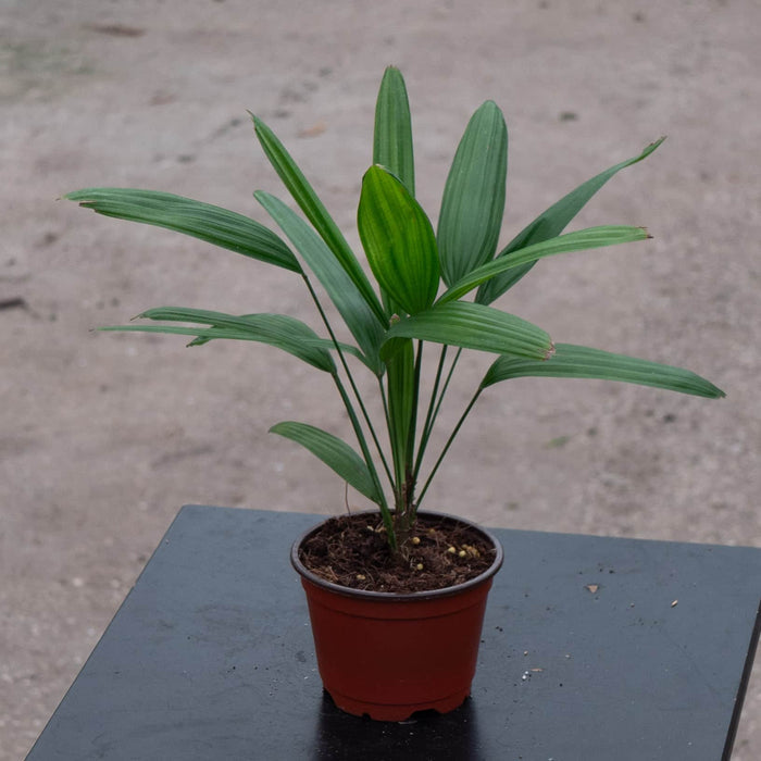 Gabriella Plants Palms 4" Rhapis excelsa "Lady Palm"