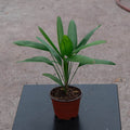 Gabriella Plants Palms 4" Rhapis excelsa "Lady Palm"