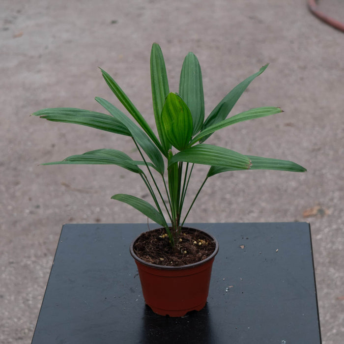 Gabriella Plants Palms 4" Rhapis excelsa "Lady Palm"