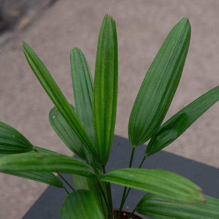 Gabriella Plants Palms 4" Rhapis excelsa "Lady Palm"