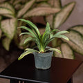 Gabriella Plants Other 4" Rohdea japonica "Sacred Lily"