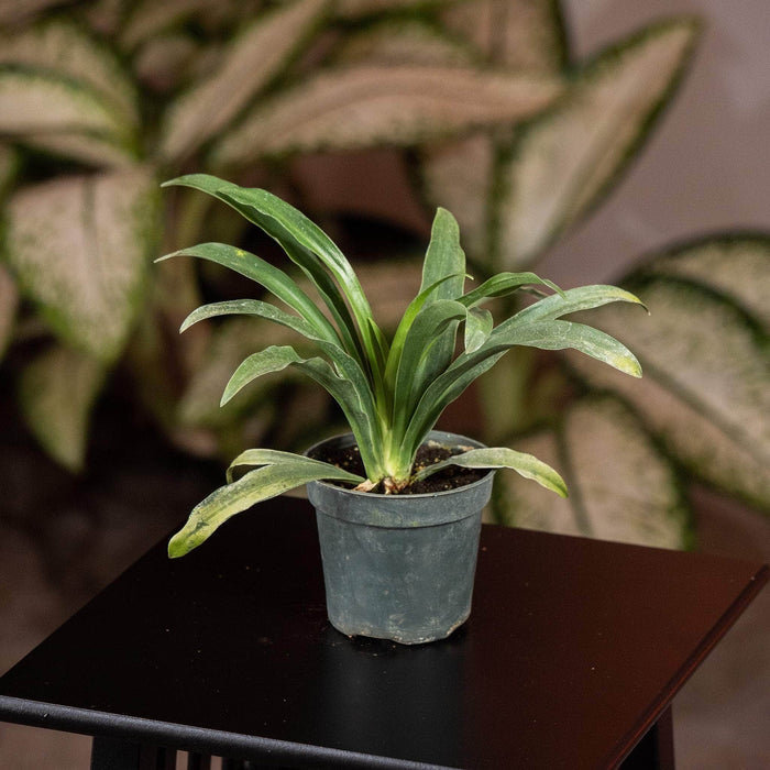 Gabriella Plants Other 4" Rohdea japonica "Sacred Lily"