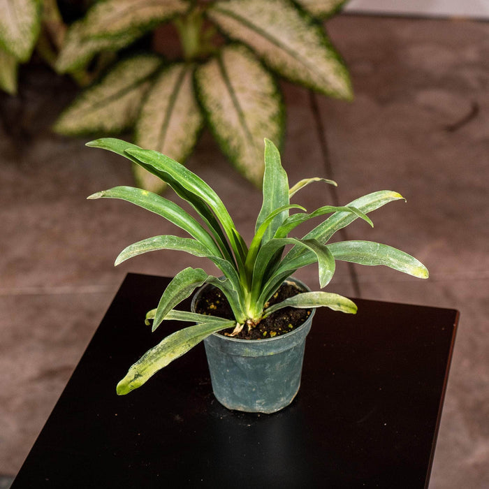 Gabriella Plants Other 4" Rohdea japonica "Sacred Lily"