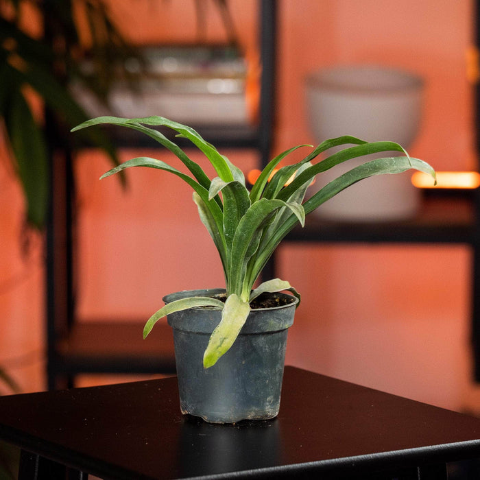 Gabriella Plants Other 4" Rohdea japonica "Sacred Lily"