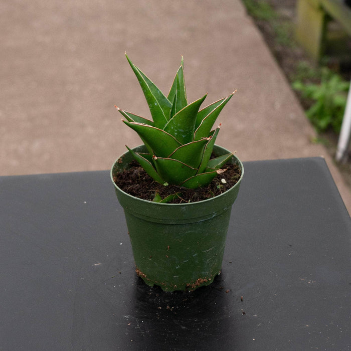 Gabriella Plants Sansevieria 4" Sansevieria 'Abbey Crown'