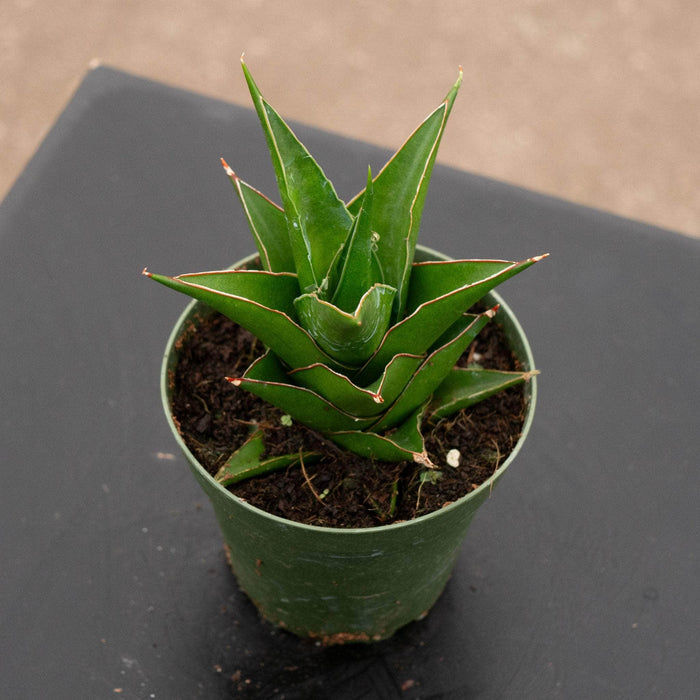 Gabriella Plants Sansevieria 4" Sansevieria 'Abbey Crown'