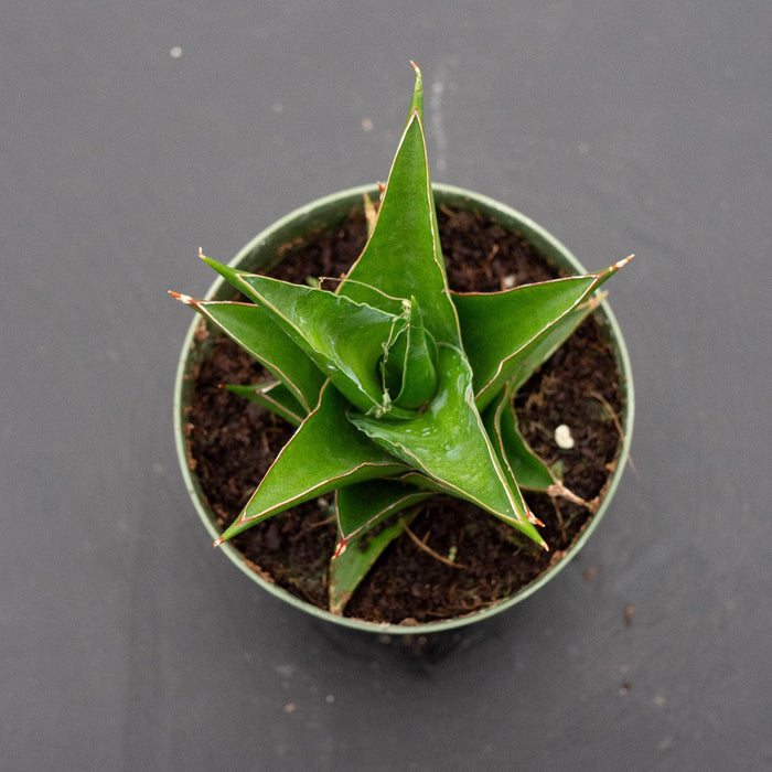 Gabriella Plants Sansevieria 4" Sansevieria 'Abbey Crown'