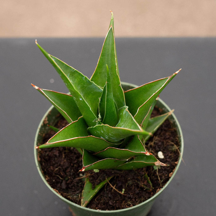 Gabriella Plants Sansevieria 4" Sansevieria 'Abbey Crown'
