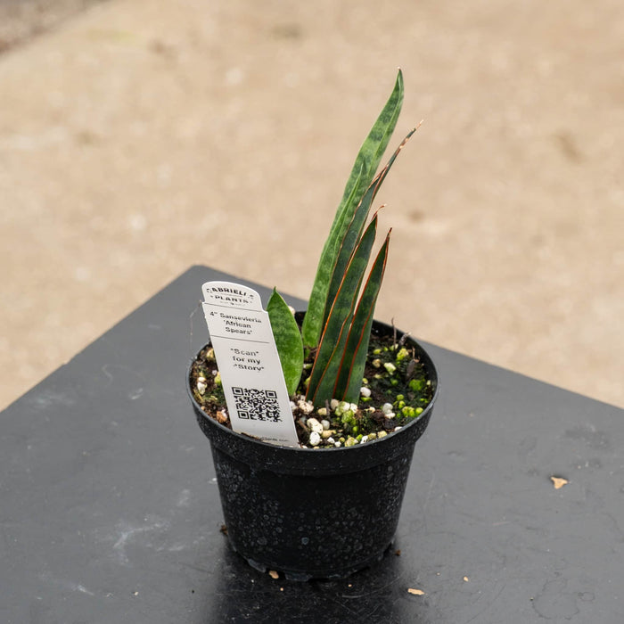Gabriella Plants Sansevieria 4" Sansevieria ‘African Spears’