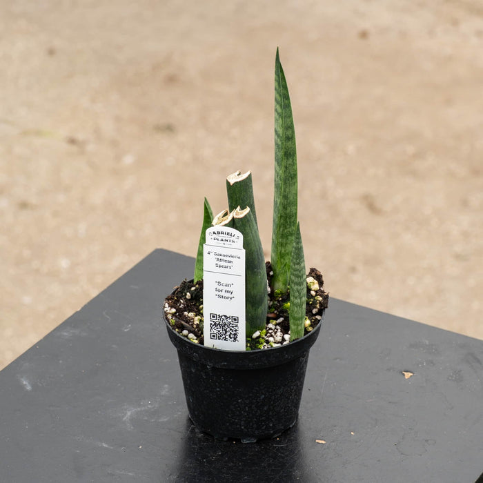 Gabriella Plants Sansevieria 4" Sansevieria ‘African Spears’