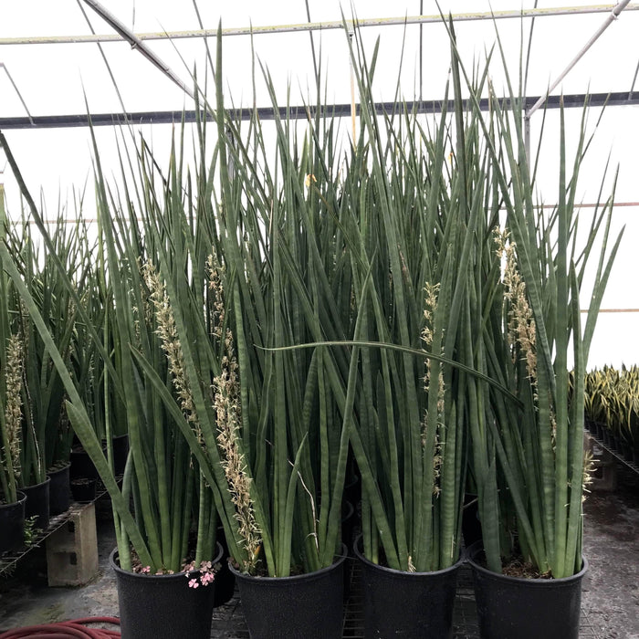 Gabriella Plants 4" Sansevieria ‘African Spears’