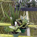 Gabriella Plants Sansevieria 4" Sansevieria Assortment 3-pack