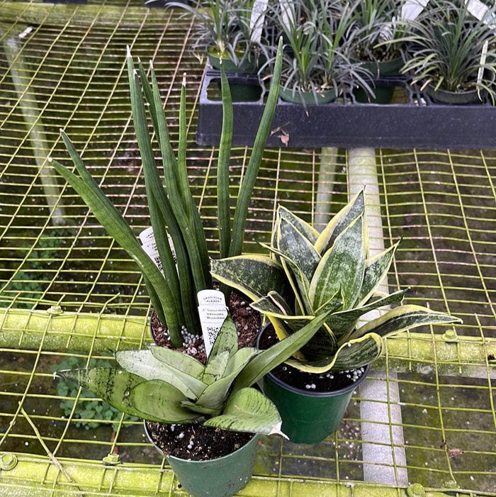 Gabriella Plants Sansevieria 4" Sansevieria Assortment 3-pack