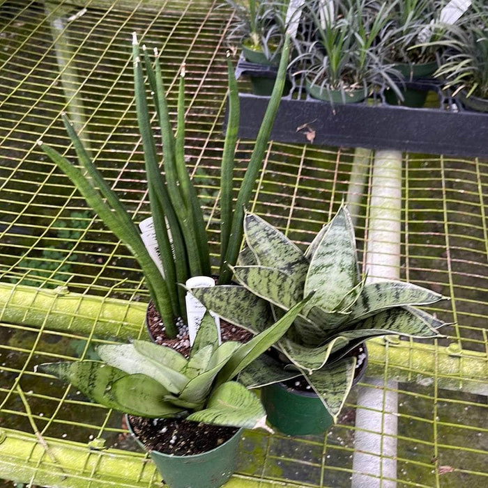 Gabriella Plants Sansevieria 4" Sansevieria Assortment 3-pack
