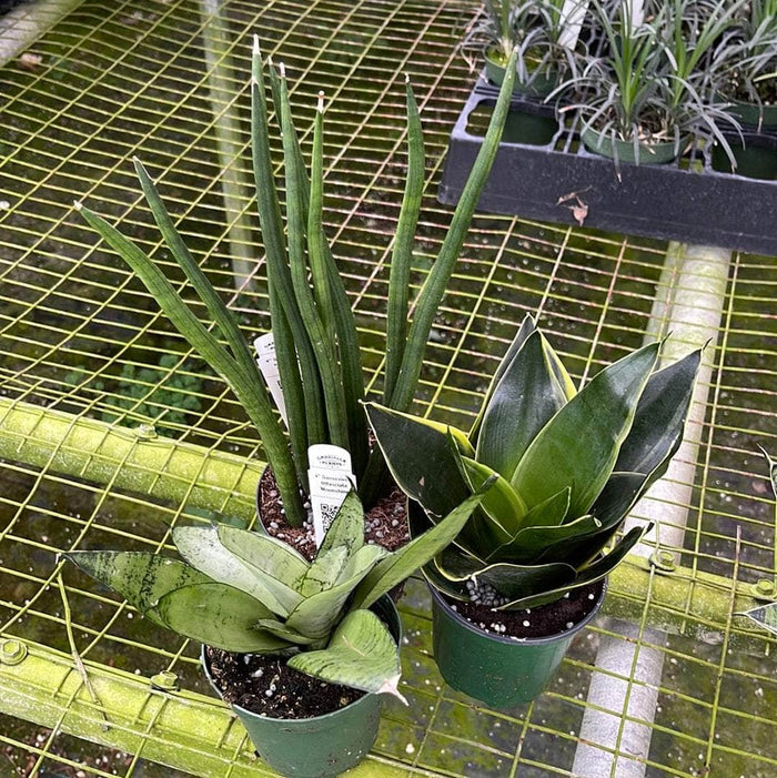 Gabriella Plants Sansevieria 4" Sansevieria Assortment 3-pack