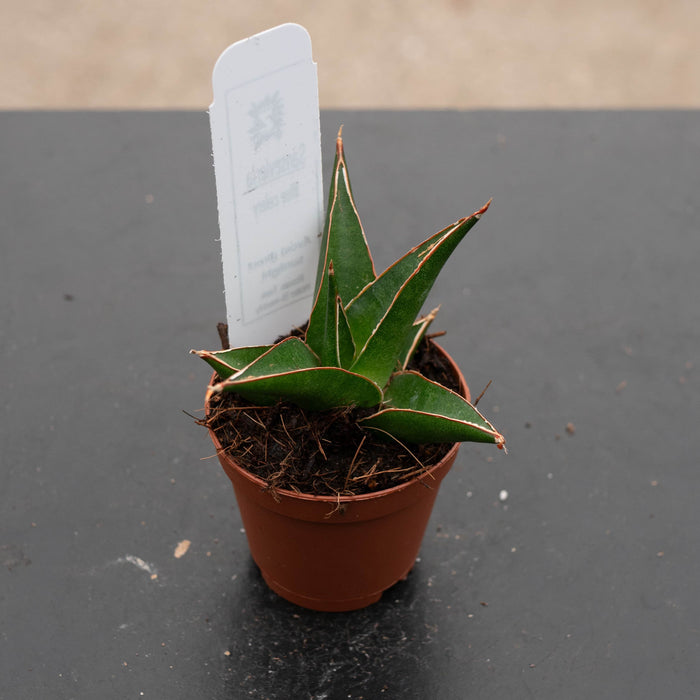 Gabriella Plants Sansevieria Hybrid 2" Sansevieria 'Blue Celery'