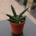 Gabriella Plants Sansevieria 4 Sansevieria boncellensis
