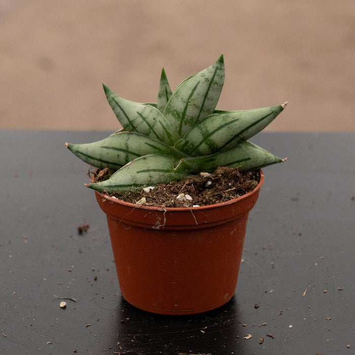 Gabriella Plants Sansevieria 2.5" Sansevieria 'Bonji'