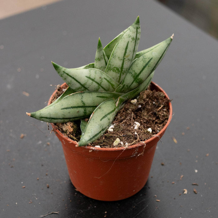 Gabriella Plants Sansevieria 2.5" Sansevieria 'Bonji'