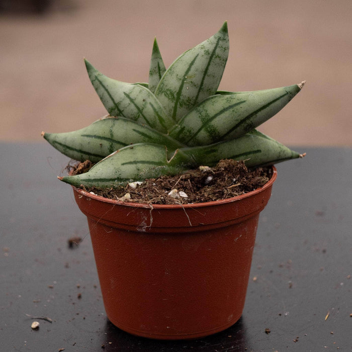 Gabriella Plants Sansevieria 2.5" Sansevieria 'Bonji'
