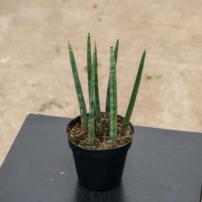 Gabriella Plants Sansevieria 4" Sansevieria cylindrica