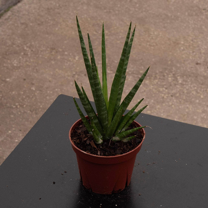 Gabriella Plants Sansevieria 4" Sansevieria 'Dancing Queen'