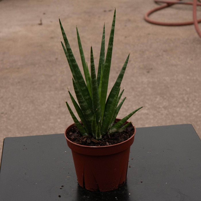 Gabriella Plants Sansevieria 4" Sansevieria 'Dancing Queen'