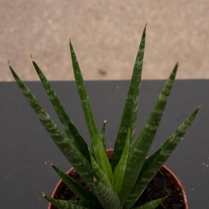 Gabriella Plants Sansevieria 4" Sansevieria 'Dancing Queen'