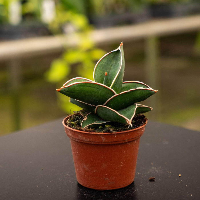 Gabriella Plants Sansevieria 2.5" Sansevieria ehrenbergii 'Banana'