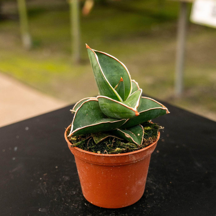 Gabriella Plants Sansevieria 2.5" Sansevieria ehrenbergii 'Banana'