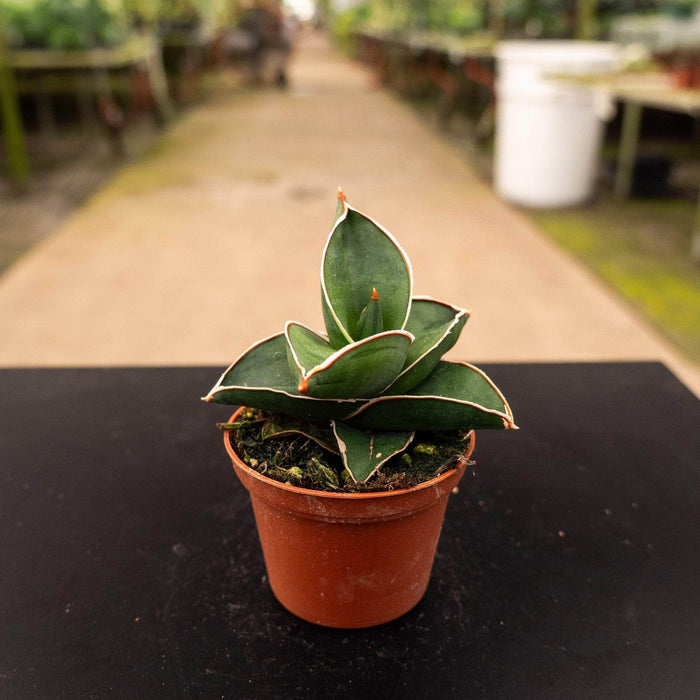 Gabriella Plants Sansevieria 2.5" Sansevieria ehrenbergii 'Banana'