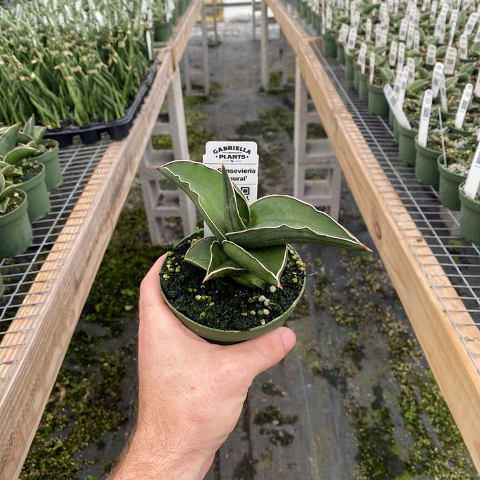 Gabriella Plants Sansevieria 4" Sansevieria 'Samurai'