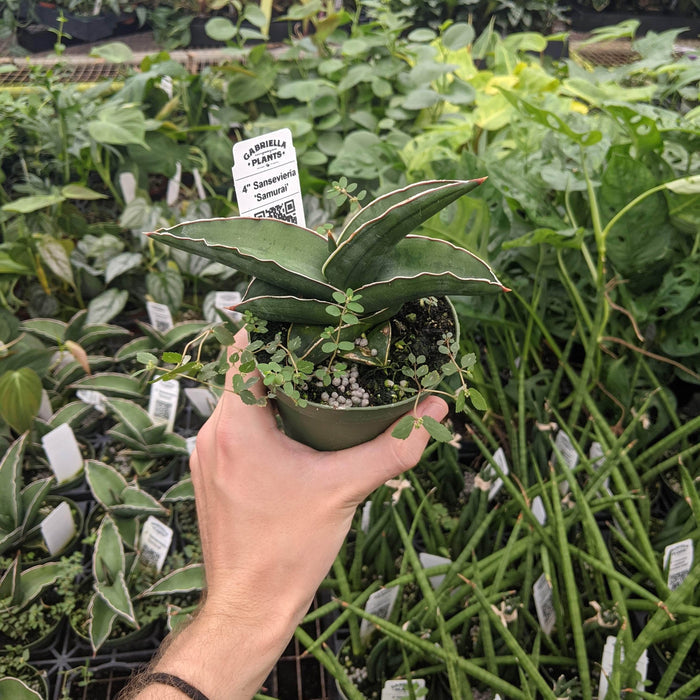 Gabriella Plants Sansevieria 4" Sansevieria 'Samurai'