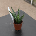 Gabriella Plants Sansevieria Hybrid 2" Sansevieria 'Ehrendel'