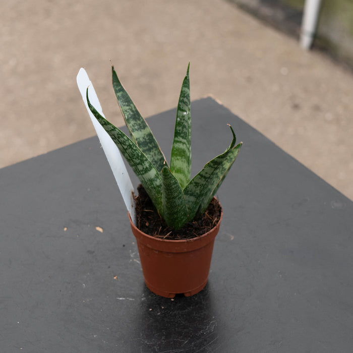 Gabriella Plants Sansevieria Hybrid 2" Sansevieria 'Ehrendel'