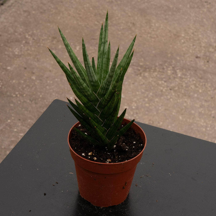 Gabriella Plants Sansevieria 4 Sansevieria francisii