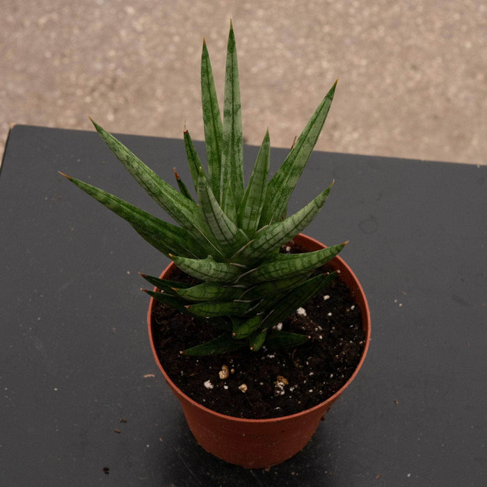 Gabriella Plants Sansevieria 4 Sansevieria francisii