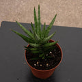 Gabriella Plants Sansevieria 4 Sansevieria francisii