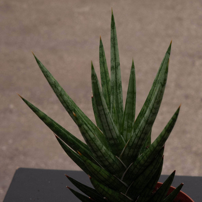 Gabriella Plants Sansevieria 4 Sansevieria francisii