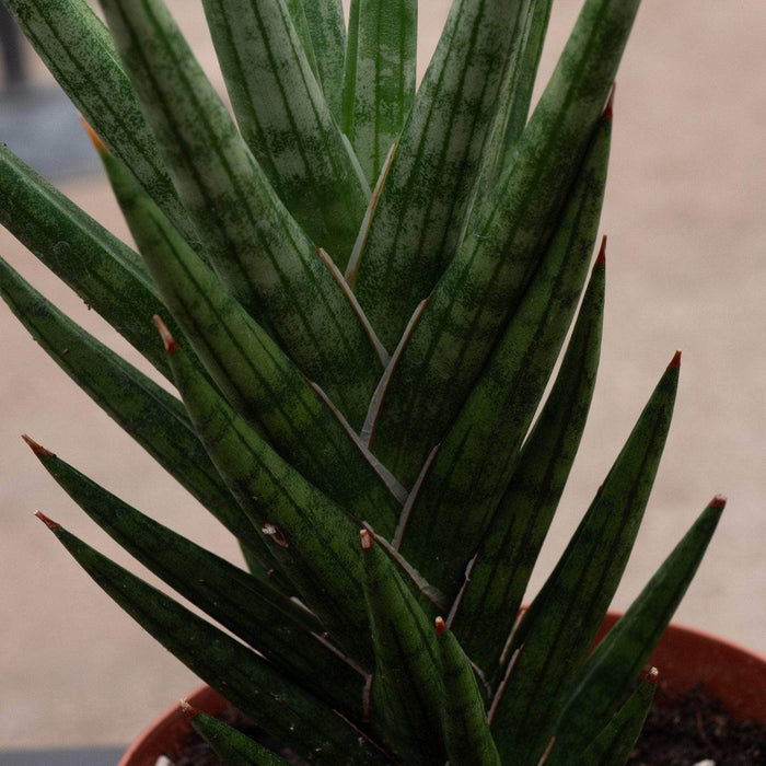 Gabriella Plants Sansevieria 4 Sansevieria francisii